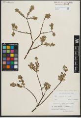 Foto von Salix repens subsp. repens L.